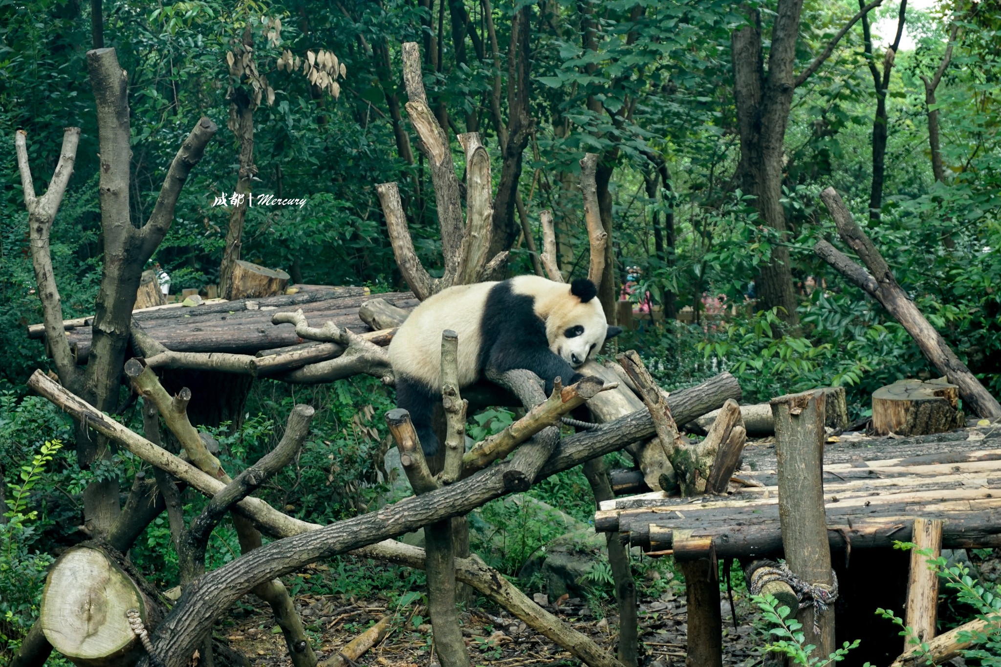 成都大熊猫繁育研究基地