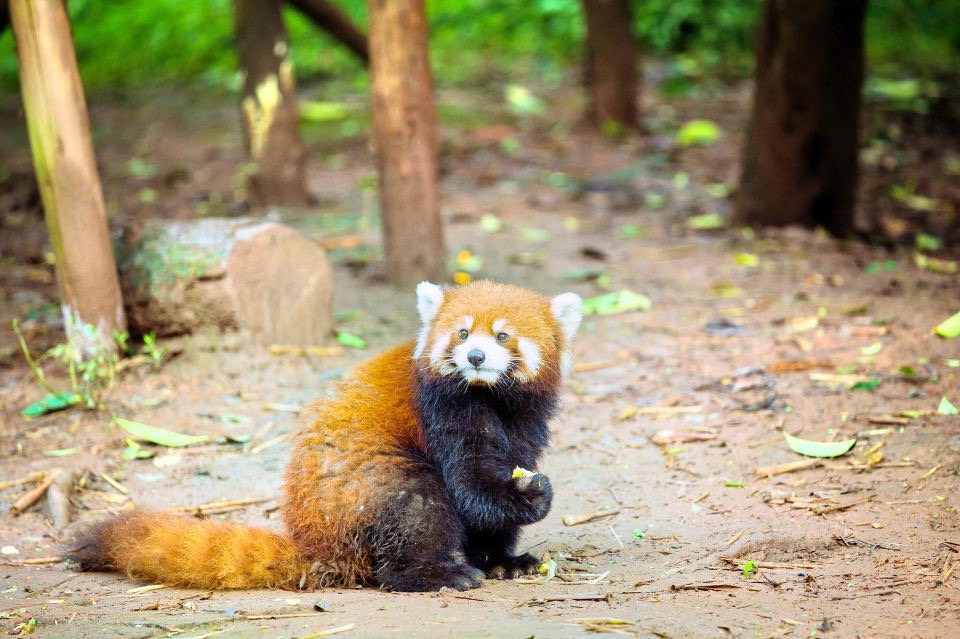 成都動物園門票電子票無需取票刷身份證入園健康出行