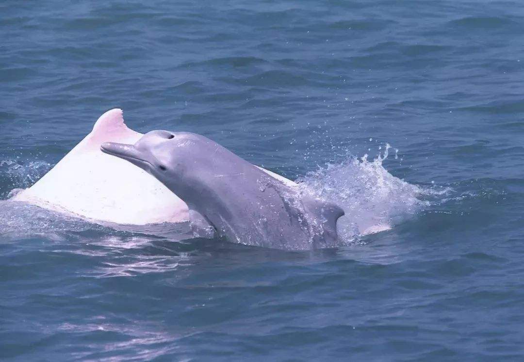 福建厦门5日家庭定制游探秘鼓浪屿文艺追寻曾厝垵扬帆