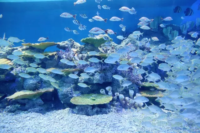 璀璨灯光秀观赏,古风汉服打卡汉海海洋公园——海底世界探秘,梦幻水母