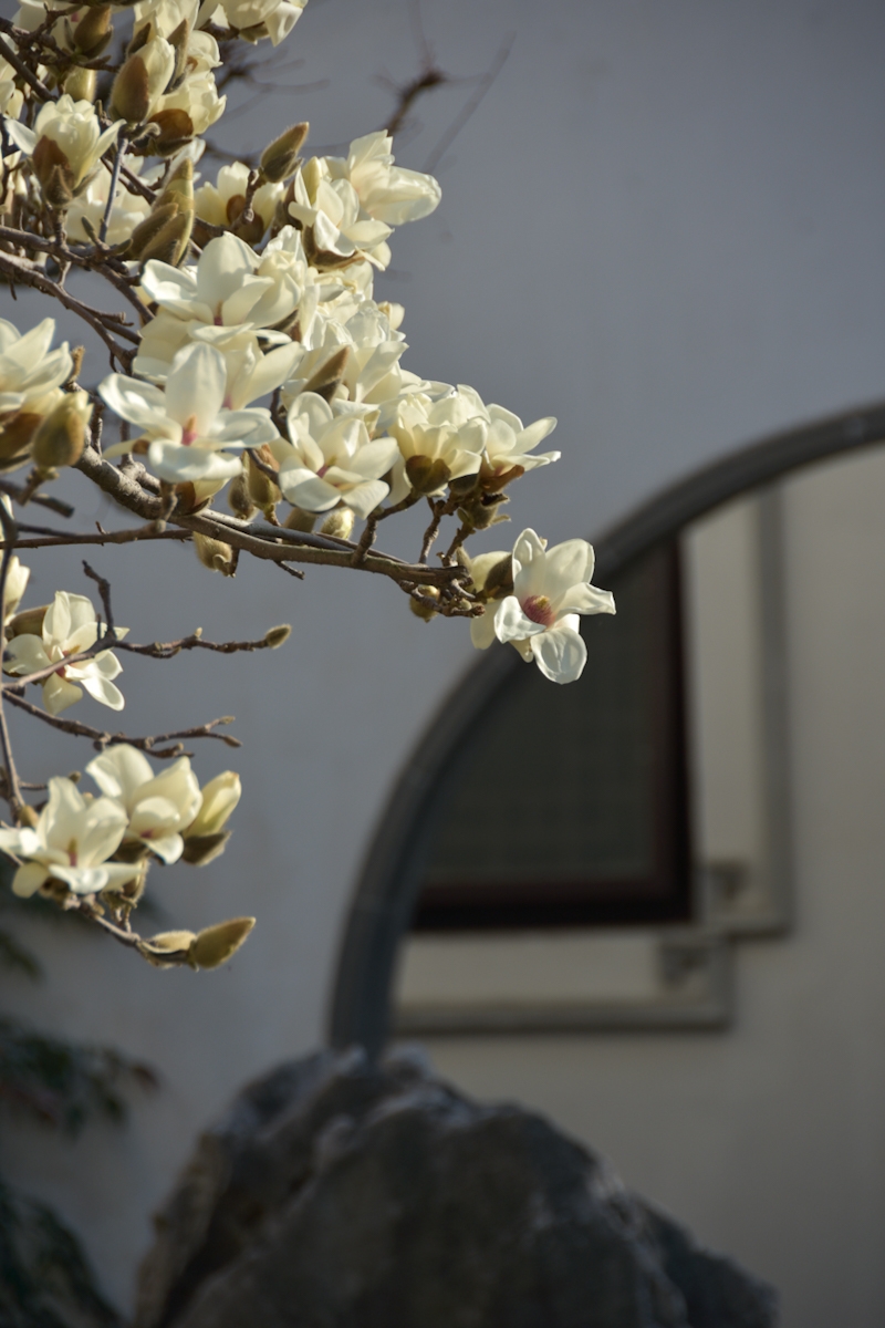 亭亭玉立,袅袅身姿,白玉兰花优雅的开,沉静的落——苏州园林的白玉兰