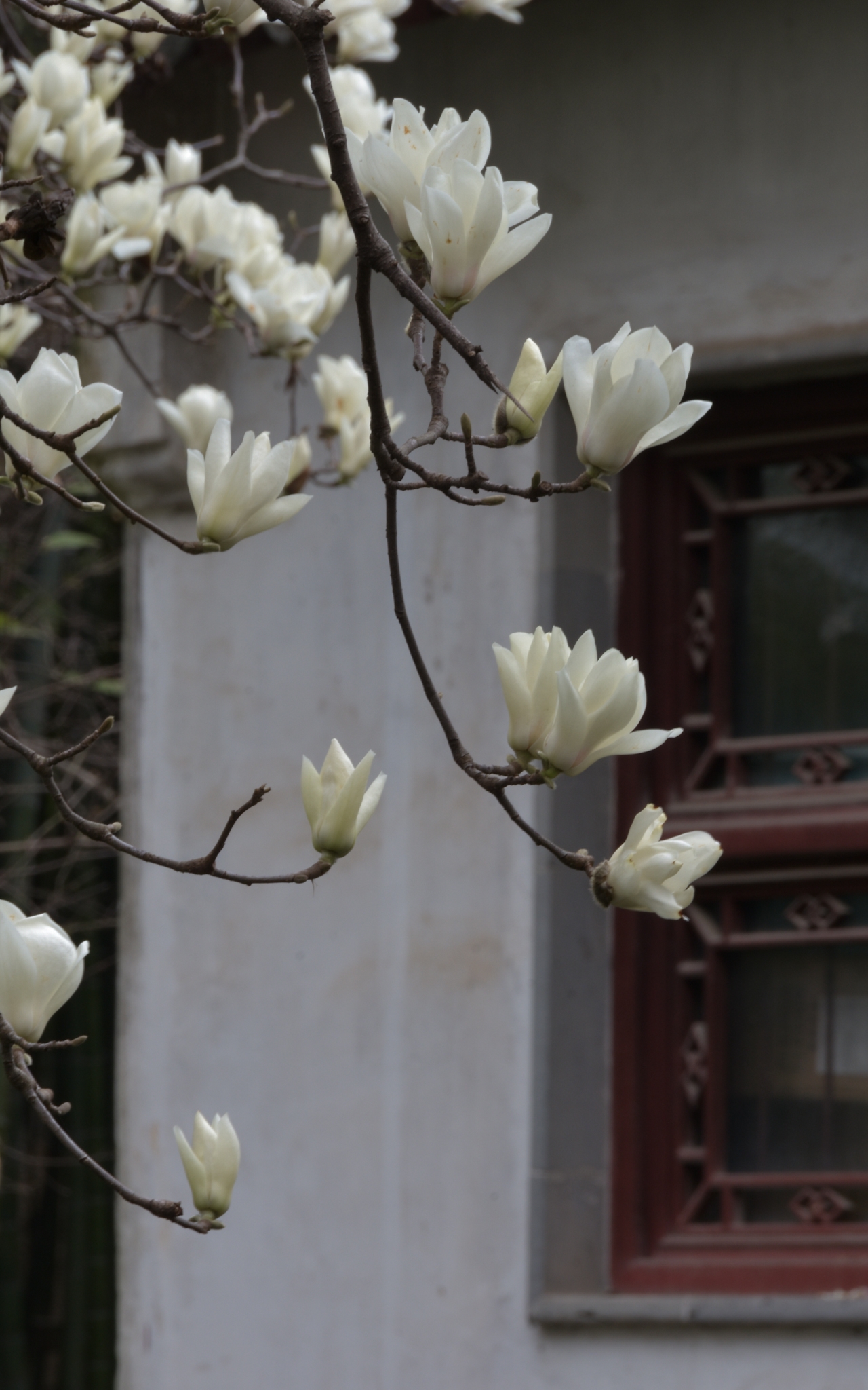 亭亭玉立,袅袅身姿,白玉兰花优雅的开,沉静的落——苏州园林的白玉兰
