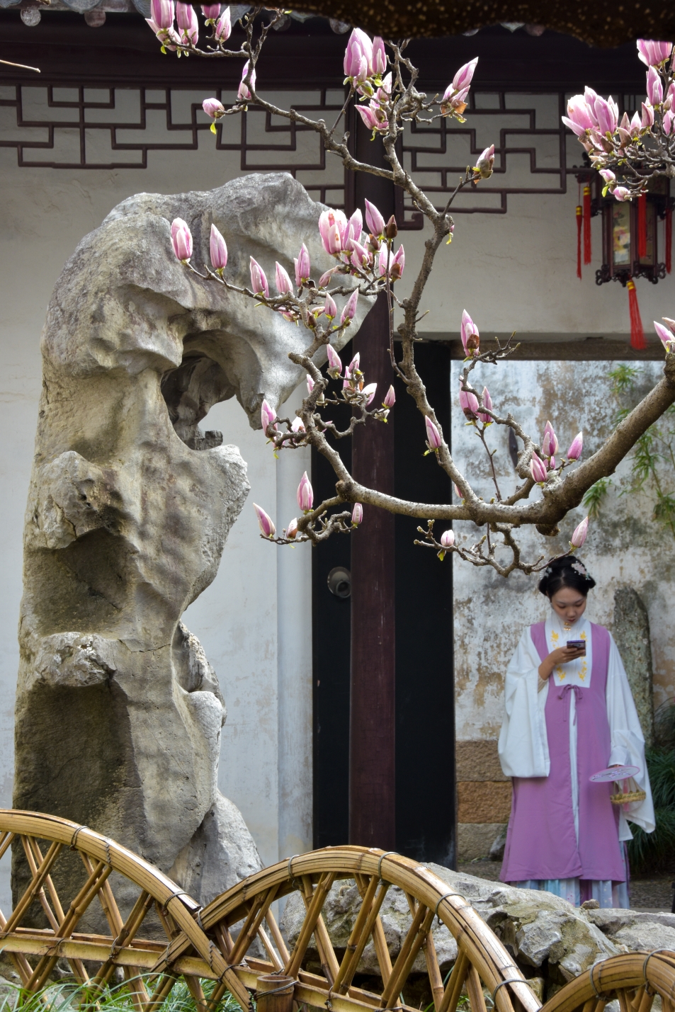 亭亭玉立,袅袅身姿,白玉兰花优雅的开,沉静的落——苏州园林的白玉兰