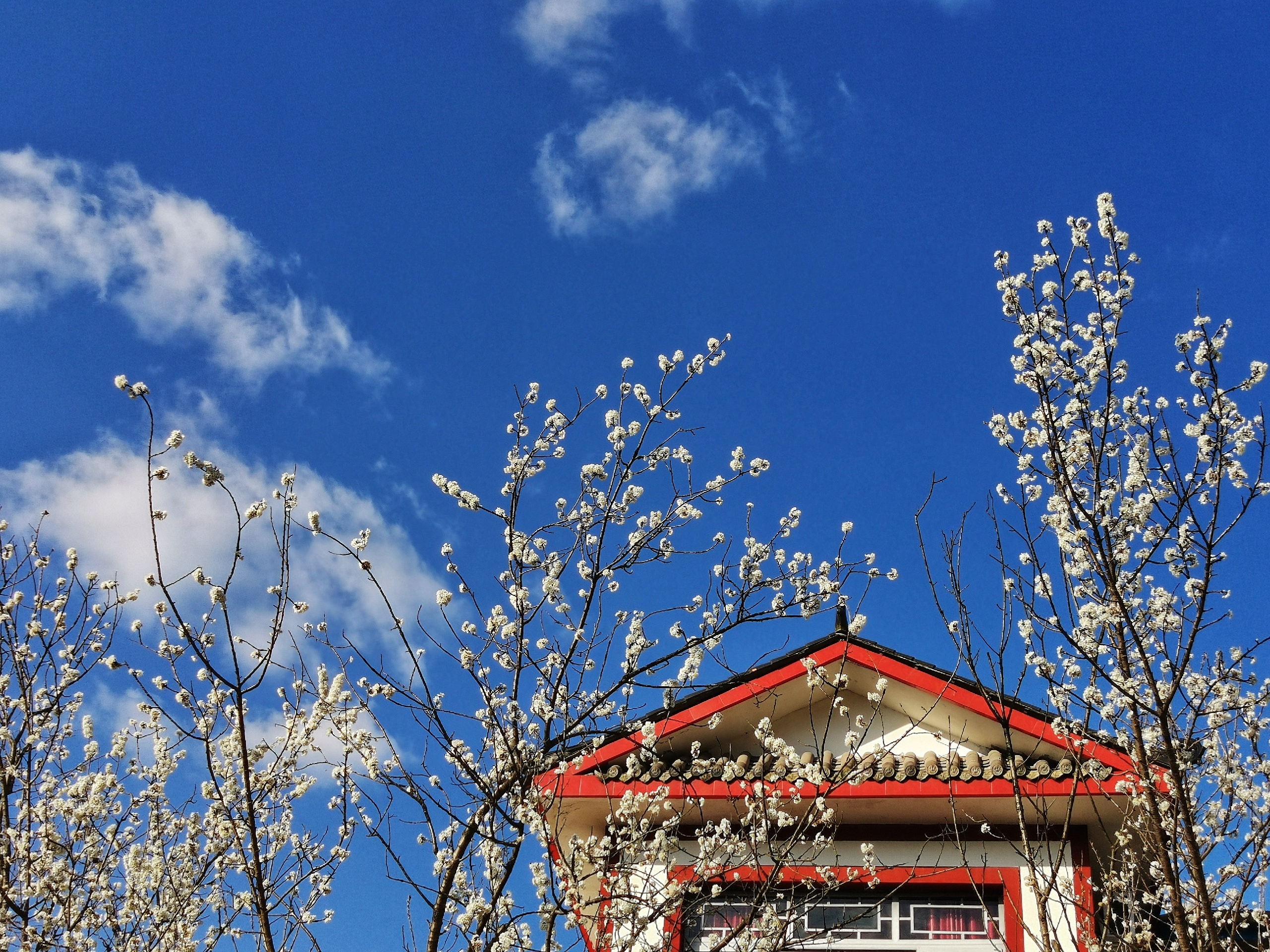 【蒲江景点图片】樱桃山风景区