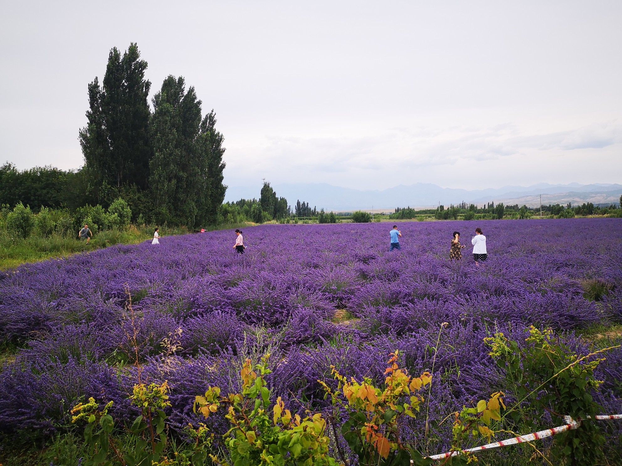 解憂公主薰衣草莊園