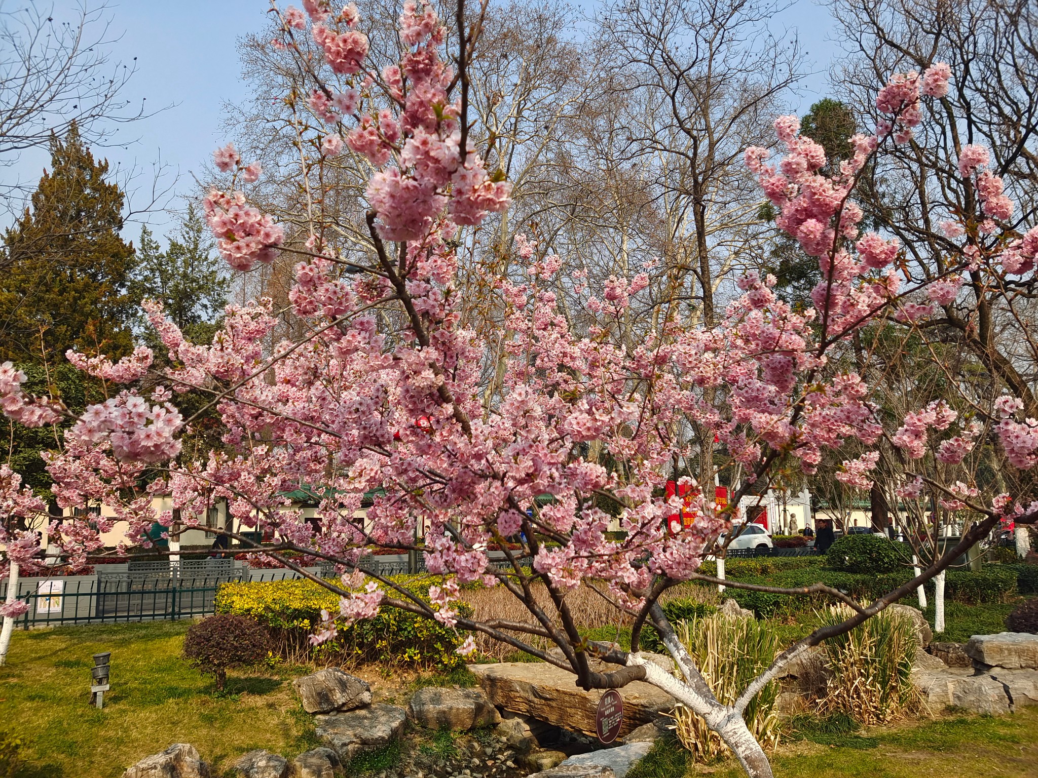 早春三月南京赏花秘籍