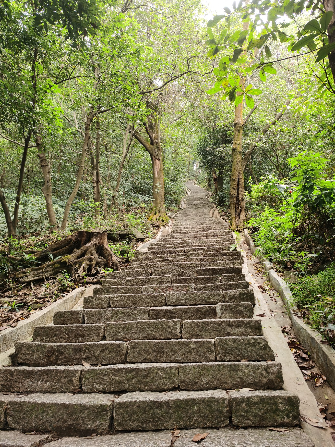 鳳凰山一日遊‖登高賞景,別有一番滋味在心頭,深圳自助遊攻略 - 馬