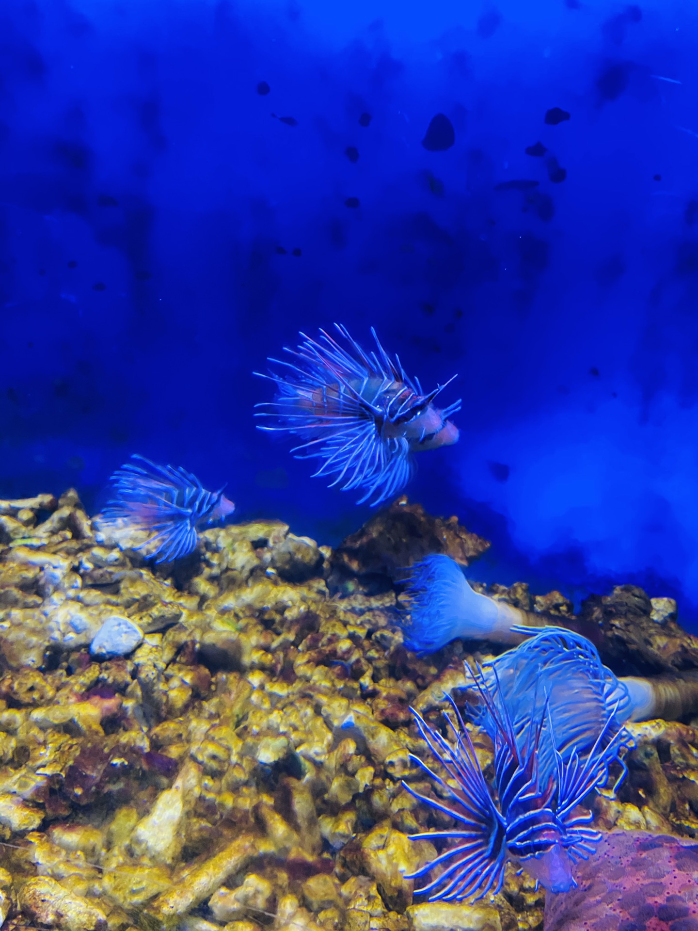 嘉定鹏新海洋世界一日游