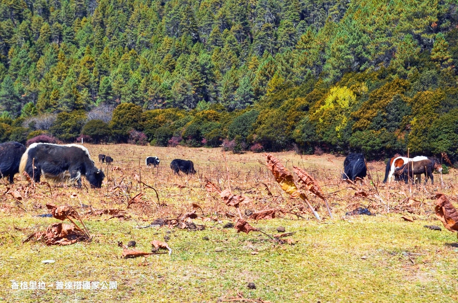 香格裡拉自助遊攻略