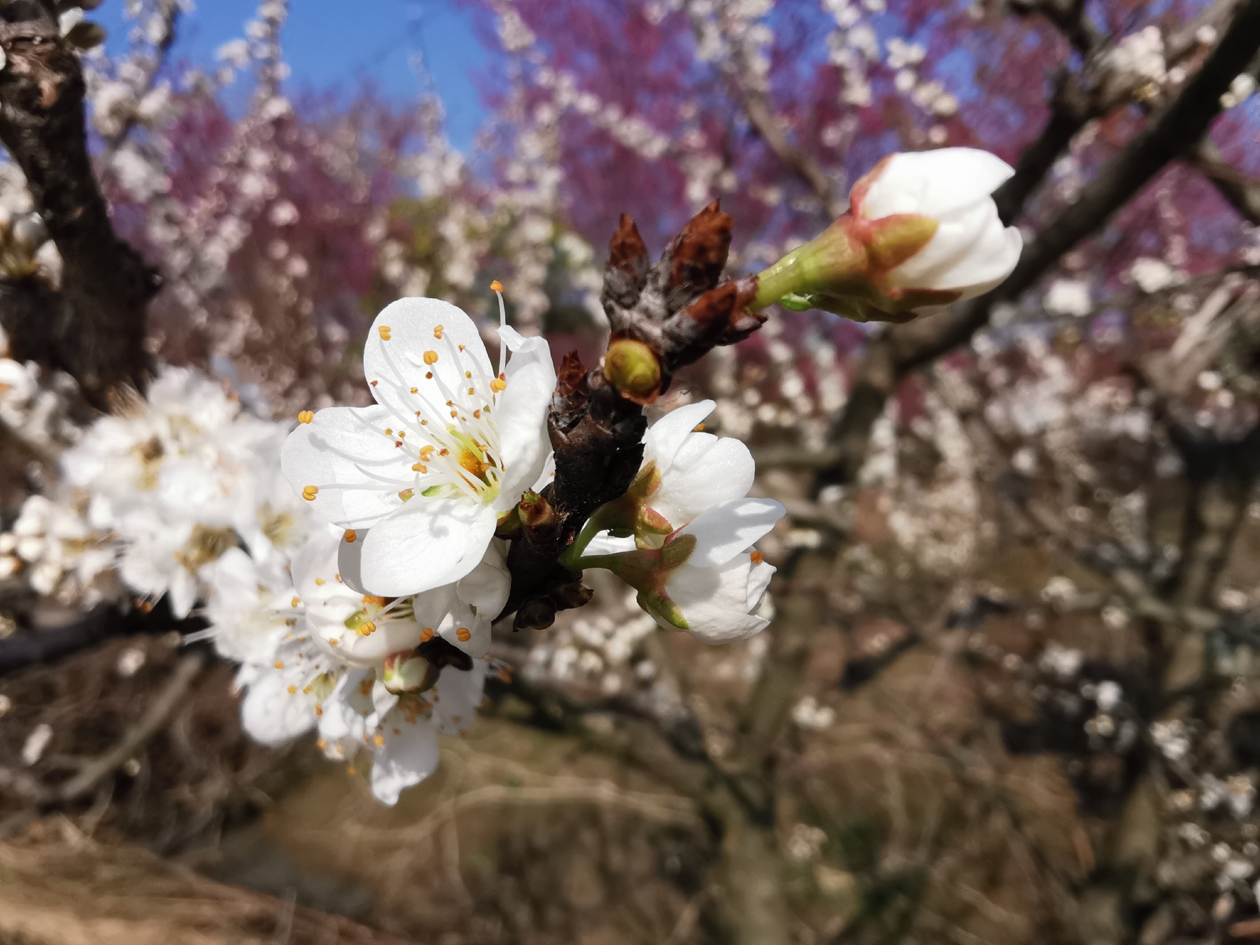 长丰义井樱花小镇图片