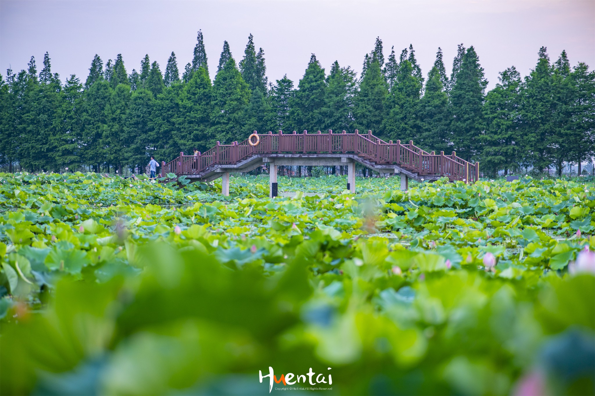 為荷而來高淳固城湖水慢城自駕遊