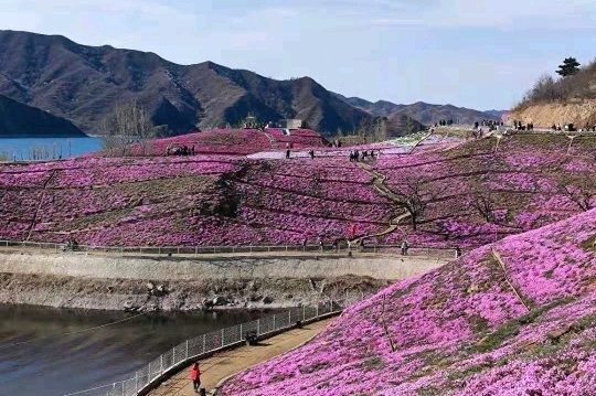 河北唐山遷西雨花谷芝櫻花海春日盛放