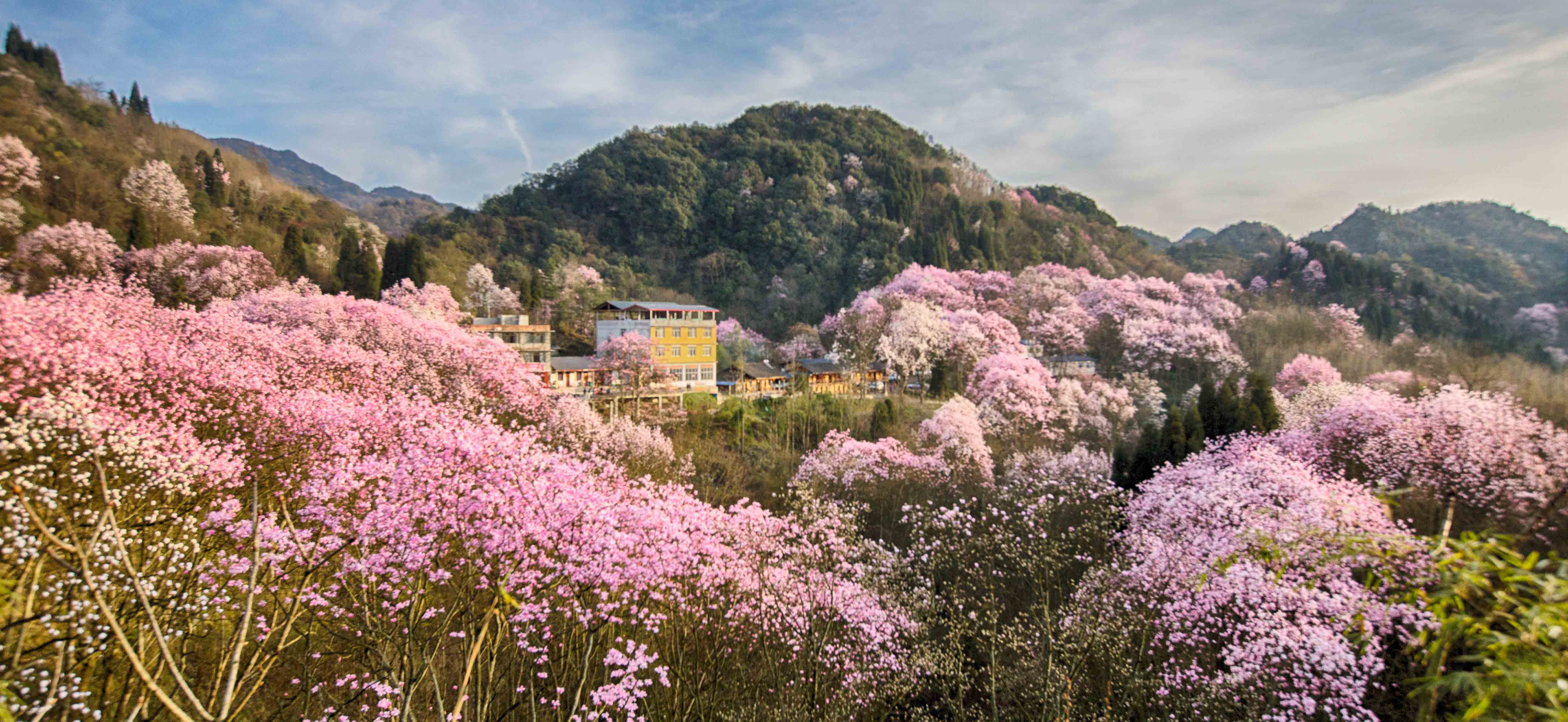 四川綿陽 藥王谷景區門票(賞粉色辛夷花海)