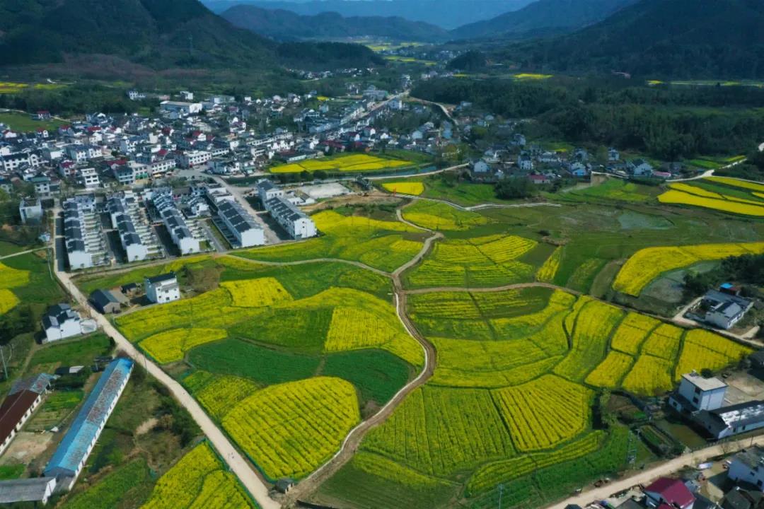 春遊江淮請您來|不負春天好時光,來黃山區周邊賞油菜花_遊記