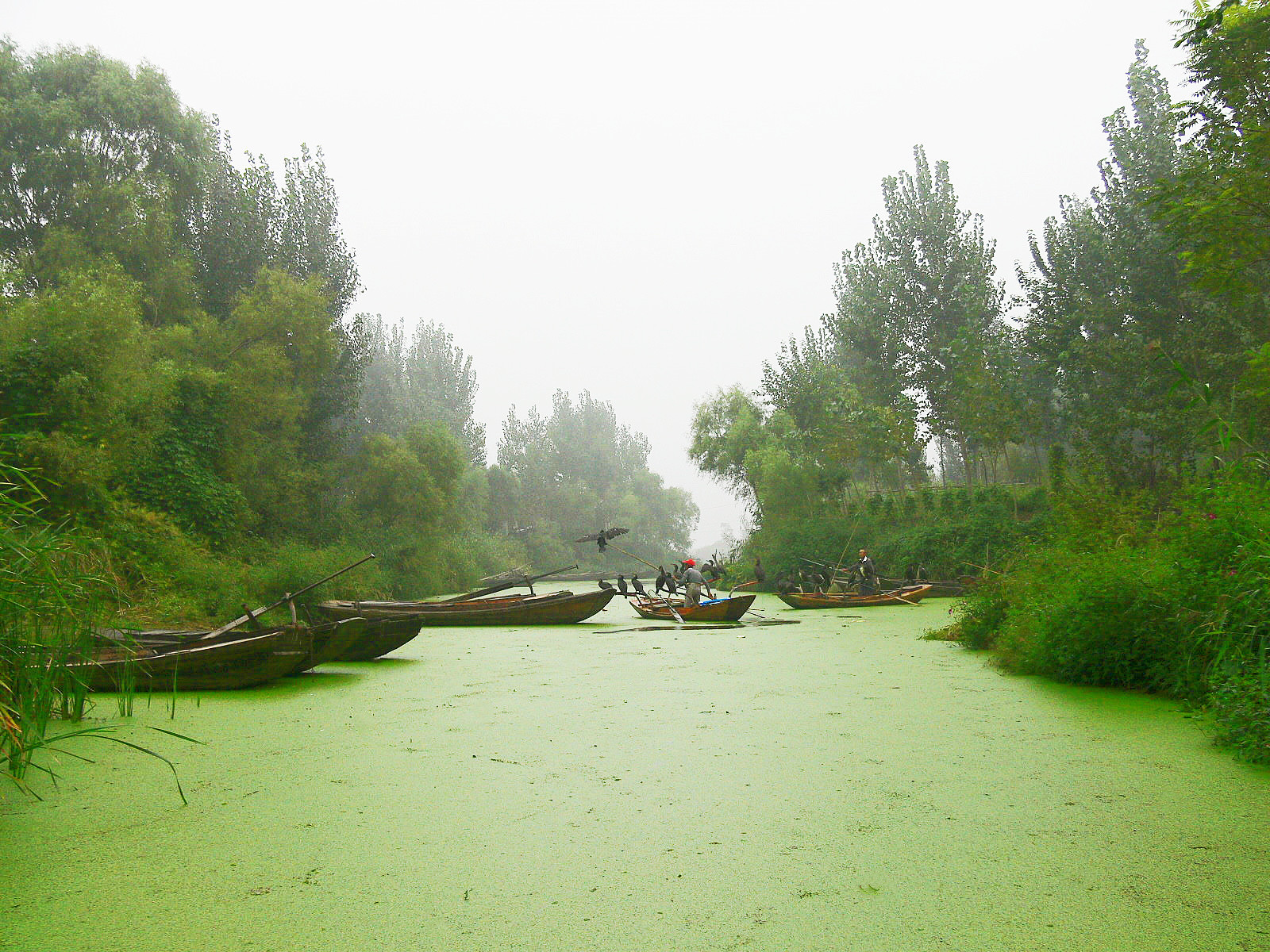 冀、津、吉二省一市行——横跨燕赵活土，荷叶田田白洋淀,白洋淀自助游攻略 马蜂窝
