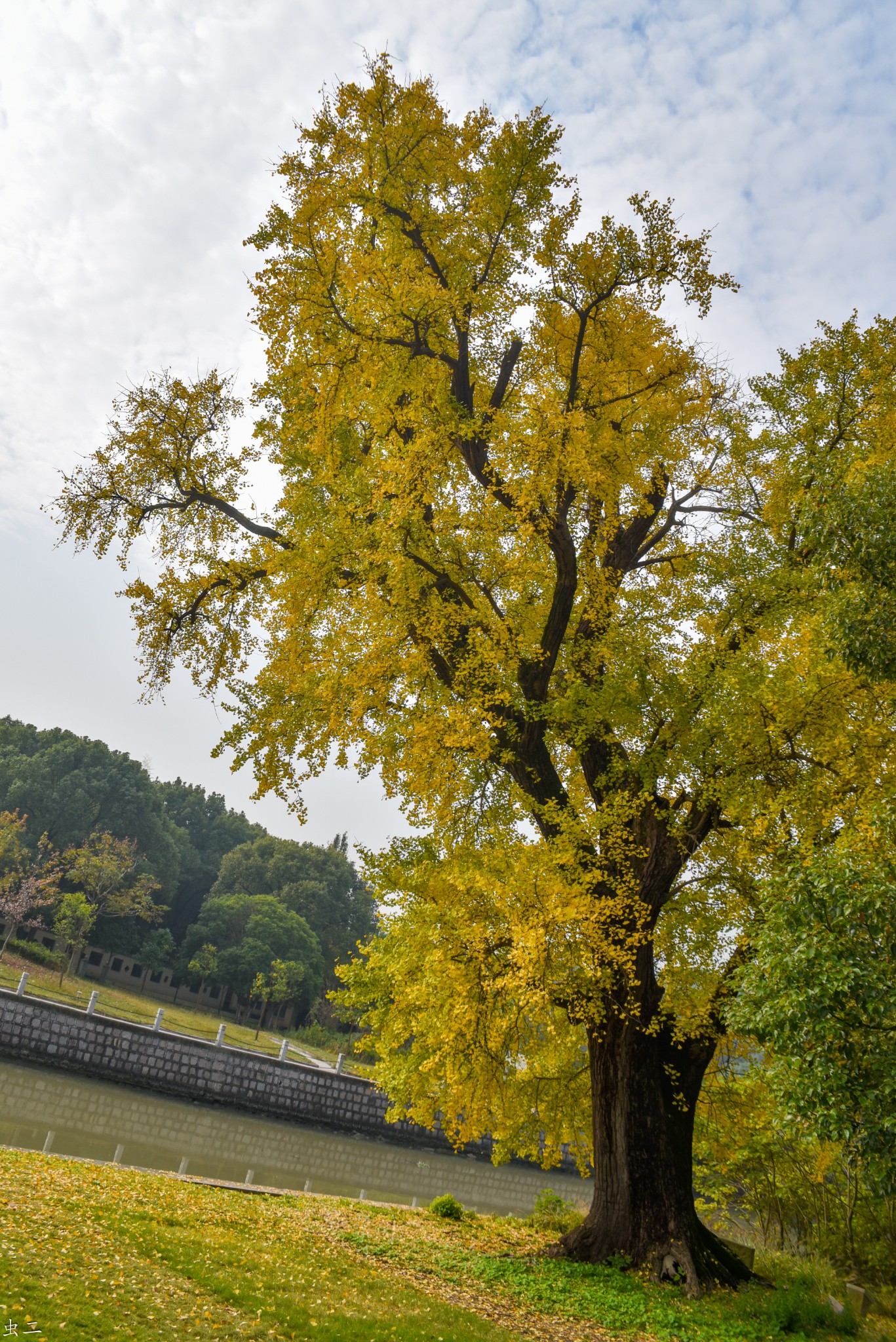 上海千年古银杏005号及009号古树迷踪