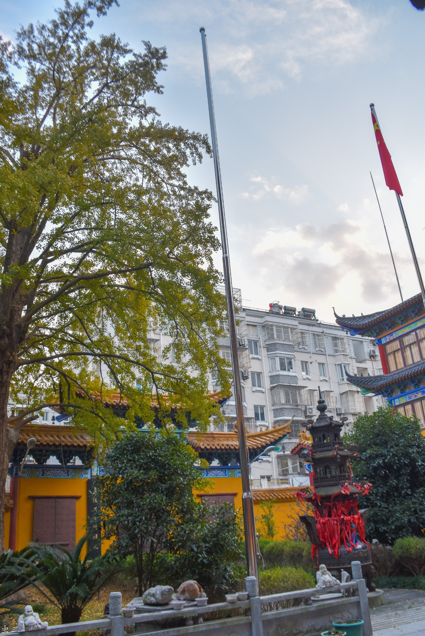 上海千年银杏002号福泉古寺古树寻踪