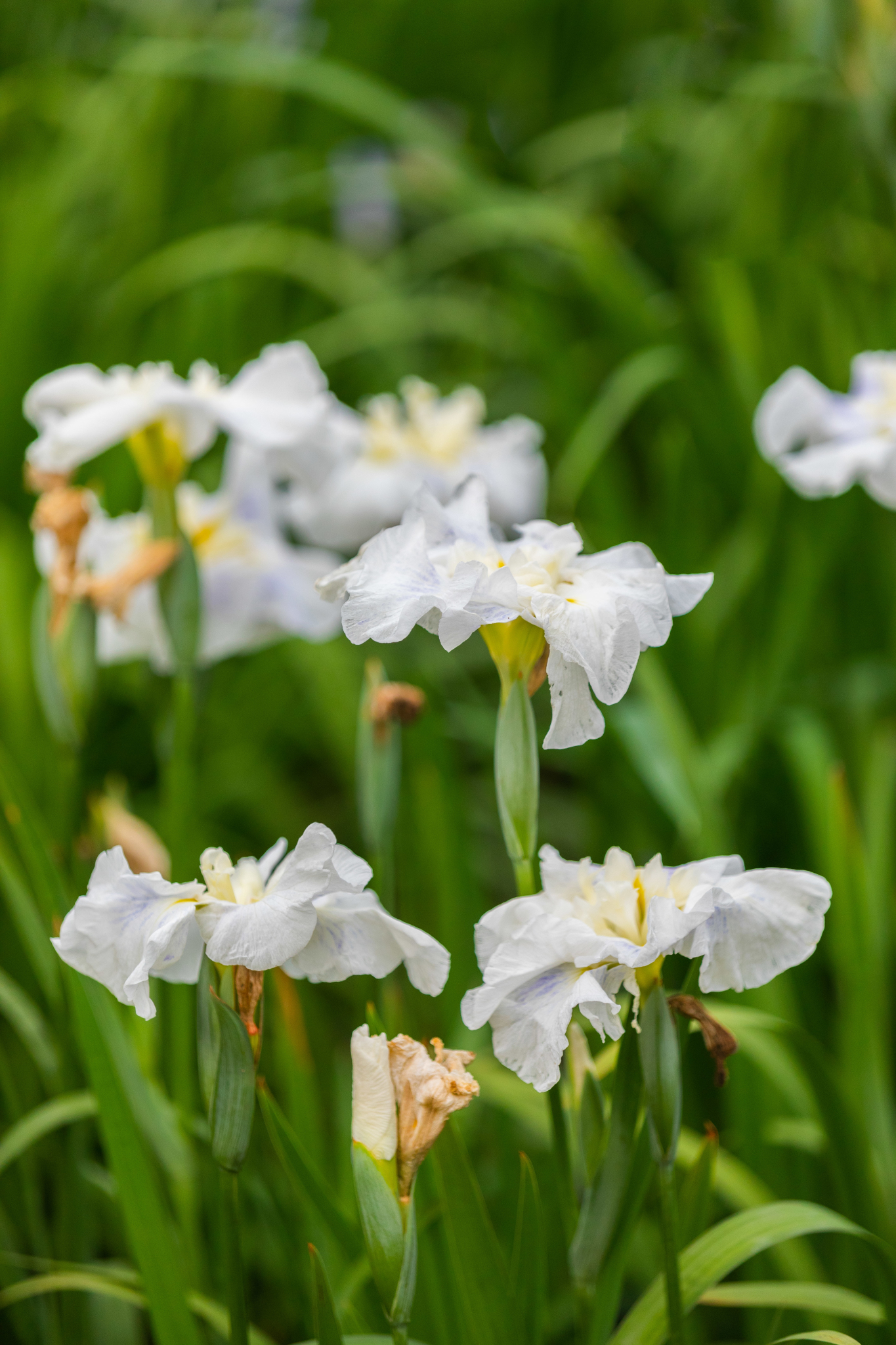 无锡滨湖 五月的花花世界 无锡 攻略游记 途牛
