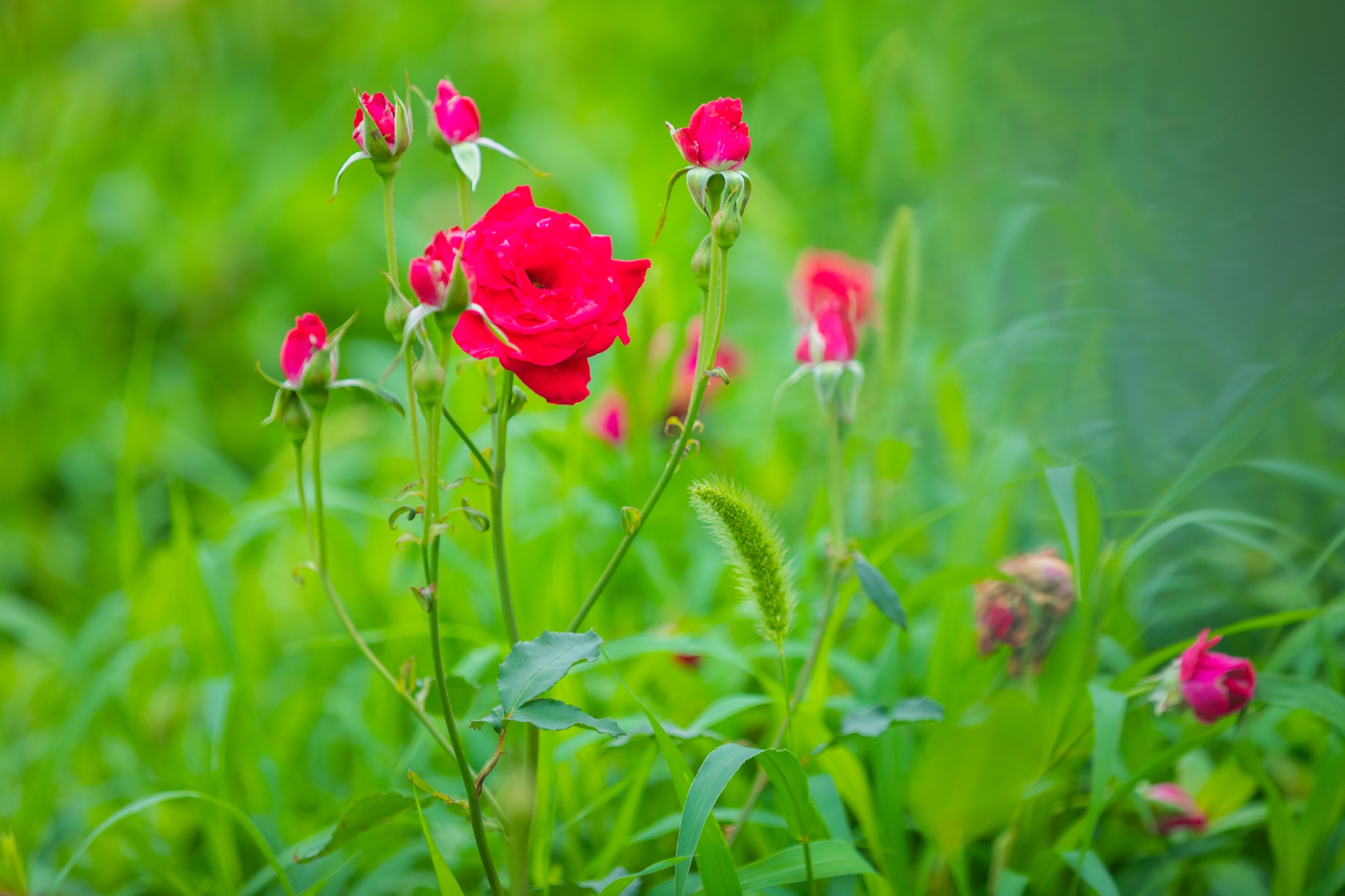无锡 滨湖三天两晚的行程,满足了我看花的所有需求,不仅收获了这一季