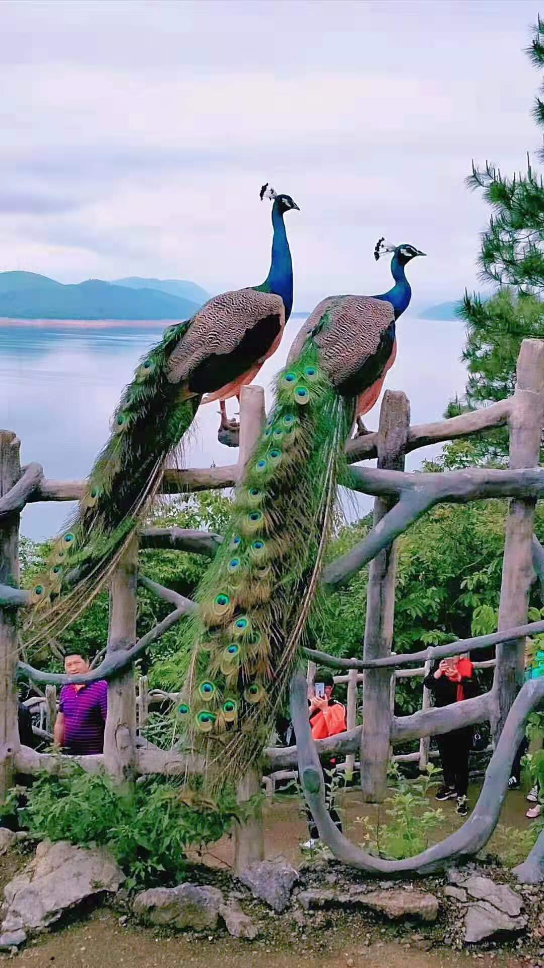 郴州东江湖凤凰岛景区往返上岛船票电子票入园快捷方便