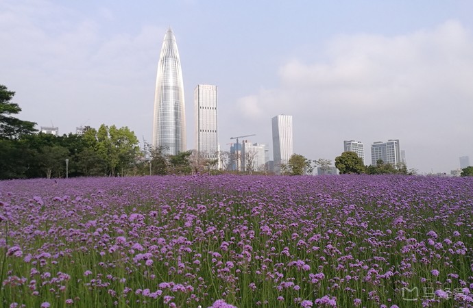 深圳湾公园流花山旅游图片,深圳湾公园流花山自助游图片,深圳湾公园