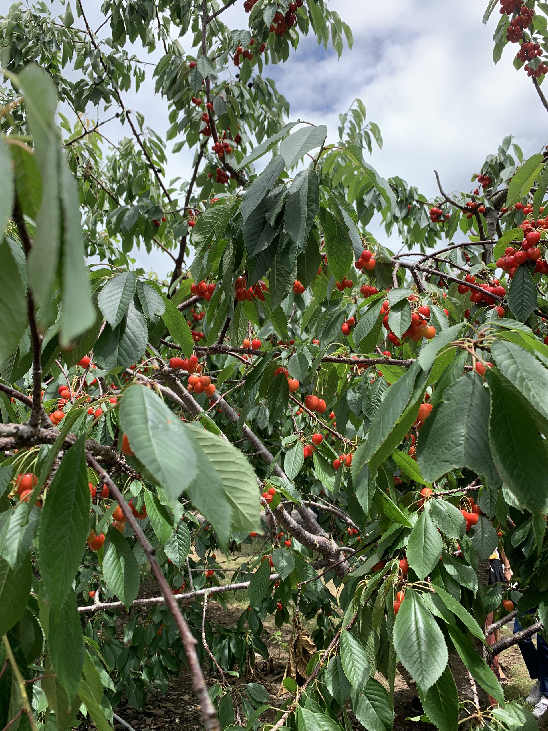 Lawrence Farms Orchards