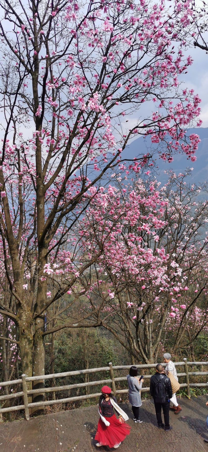 女神节九皇山花溪景赏辛夷花