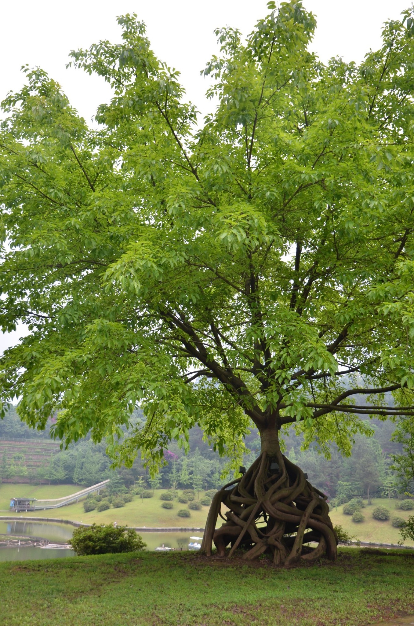 绿意盎然—花舞人间,新津自助游攻略 - 马蜂窝