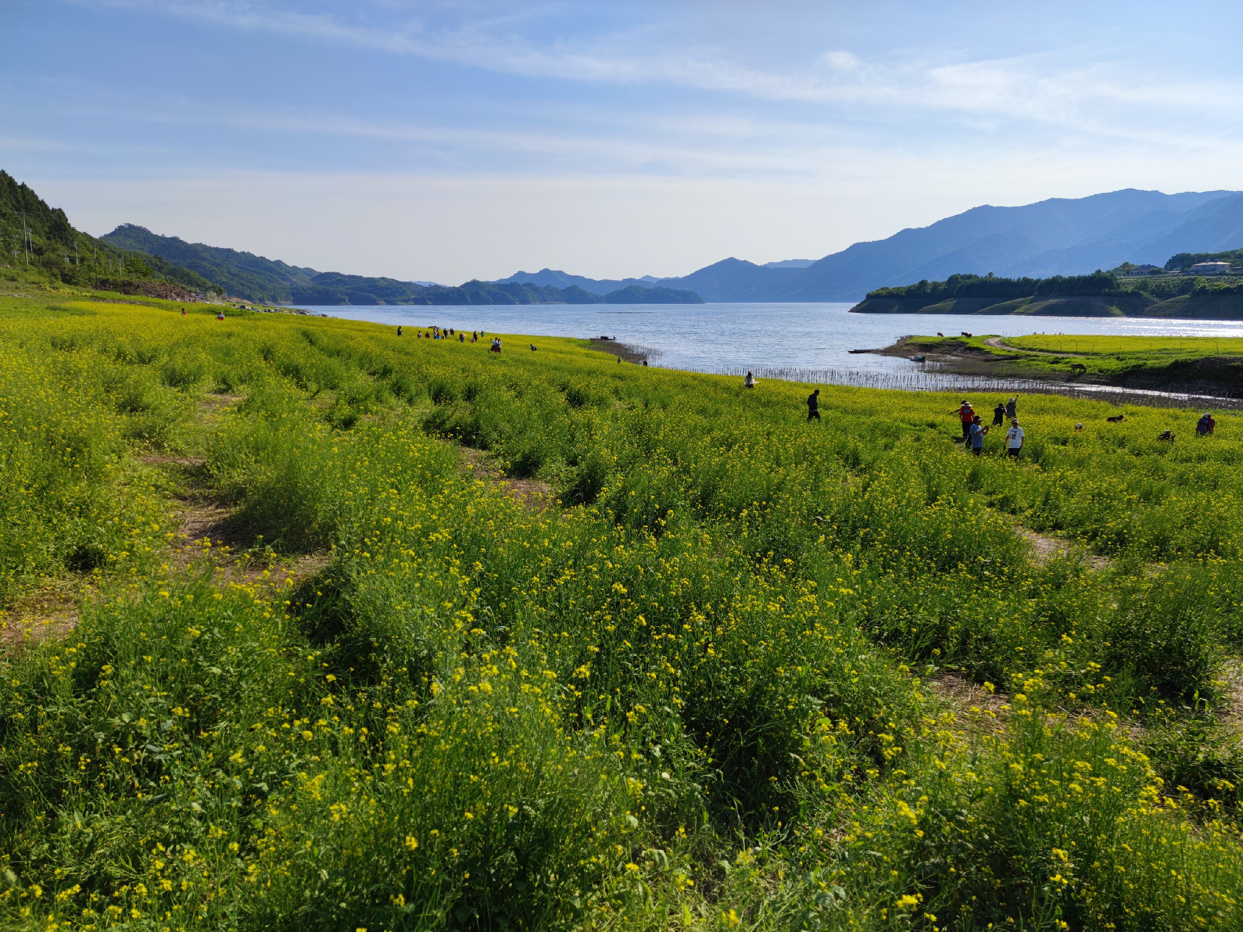 绿江村油菜花基地