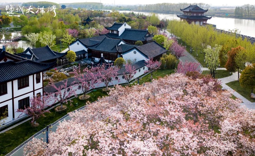 樱花烂漫时相聚大洋湾一年一度的樱花节已然成为盐城旅游一张亮丽的