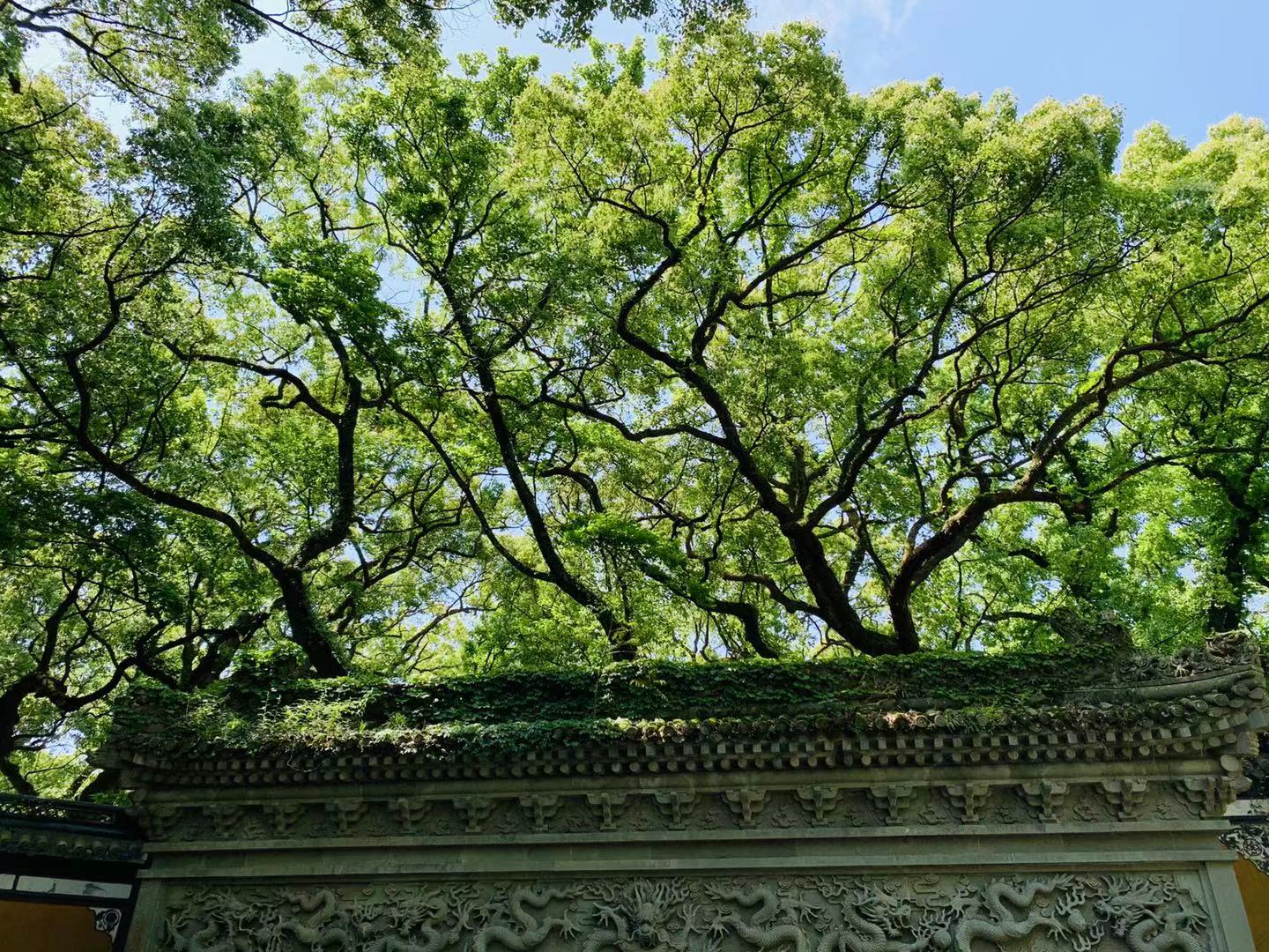 山風景區day 3 普陀 珞珈山蜈蚣峙碼頭蜈蚣峙碼頭上天竺法喜講寺day 2