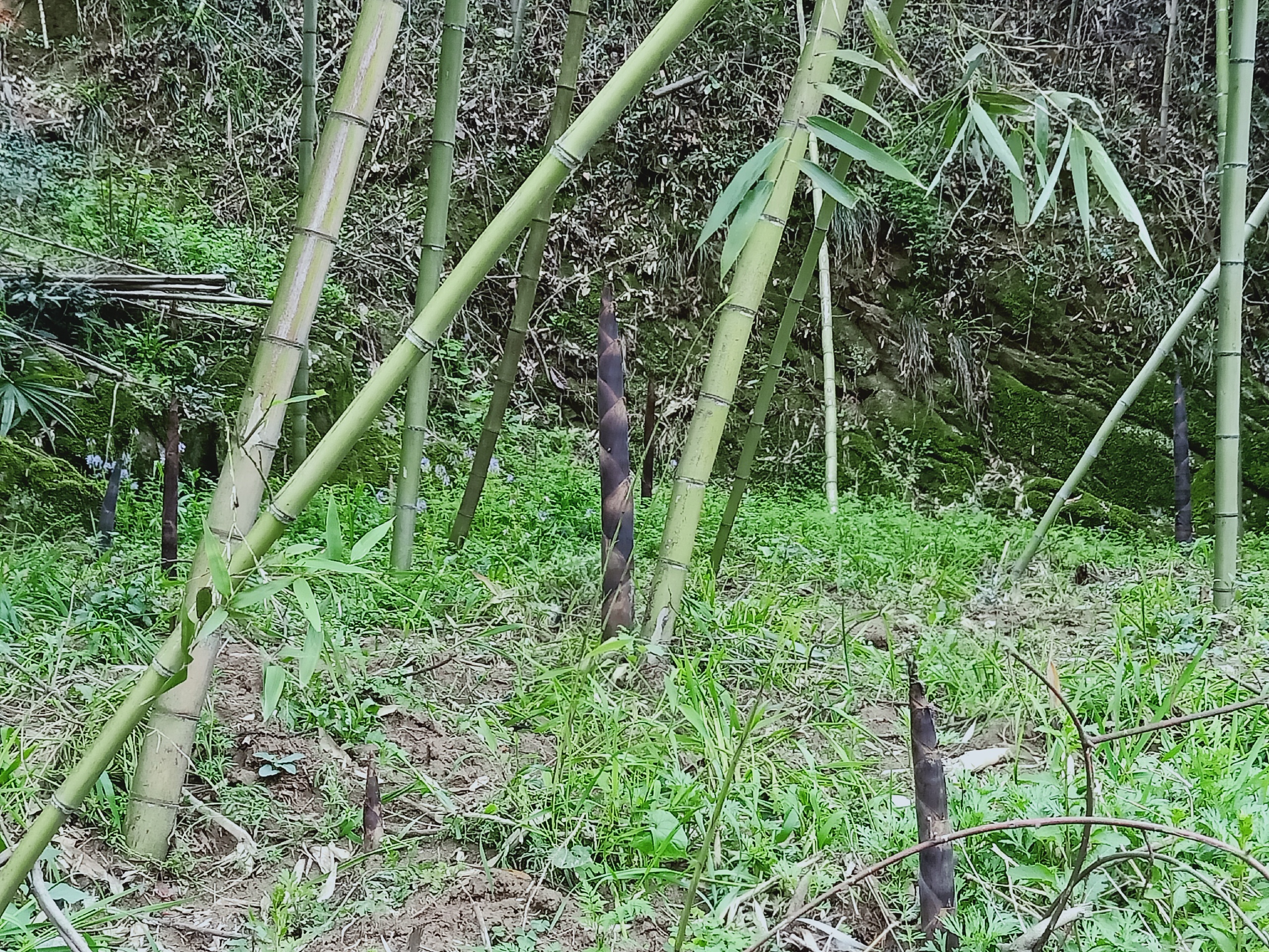 歙县美丽乡村 上坦村,磻溪村