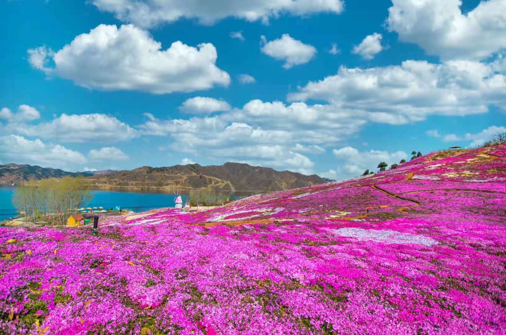 迁西雨花谷芝樱花海!