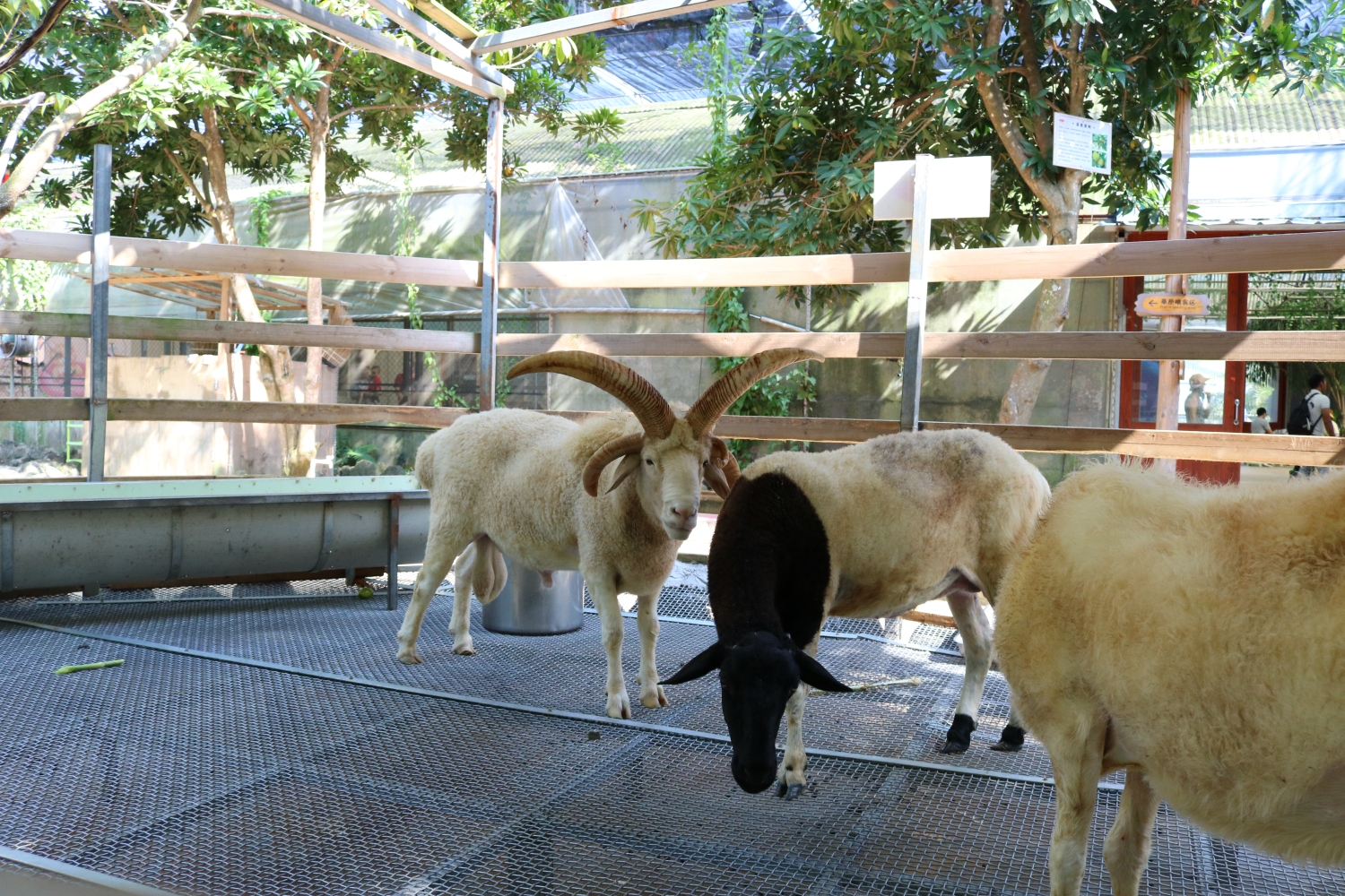 湛江周末一日游(螺岗小镇)