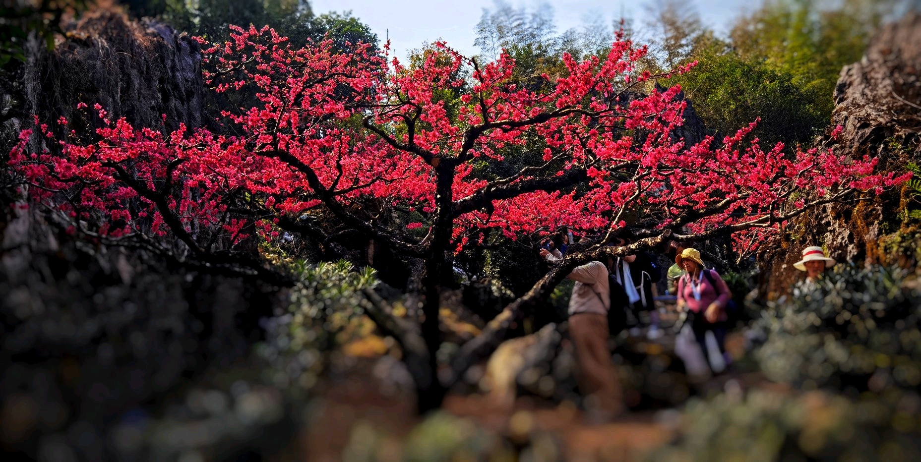 桃花风光园