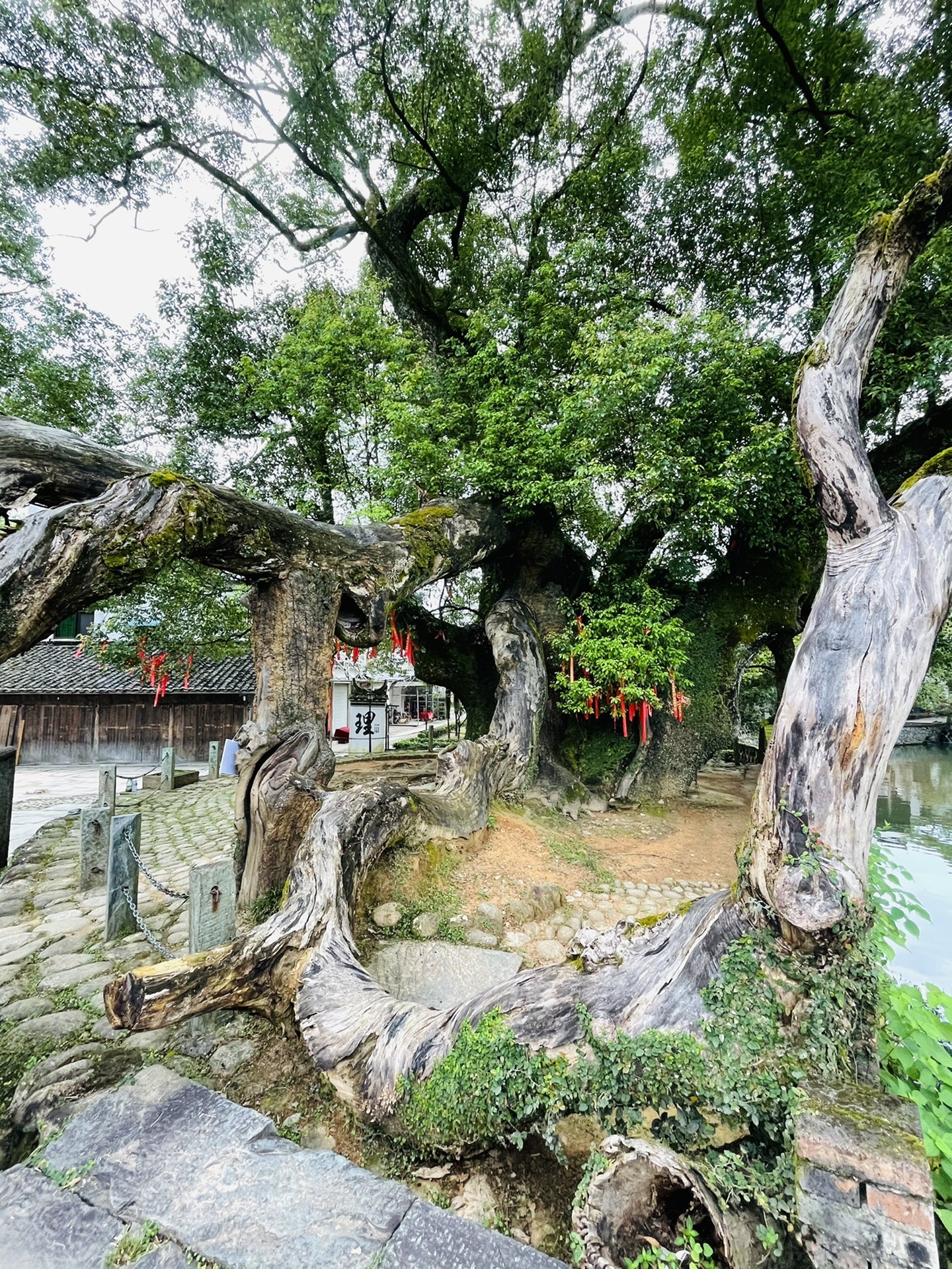 古樟晓起,江湾半日