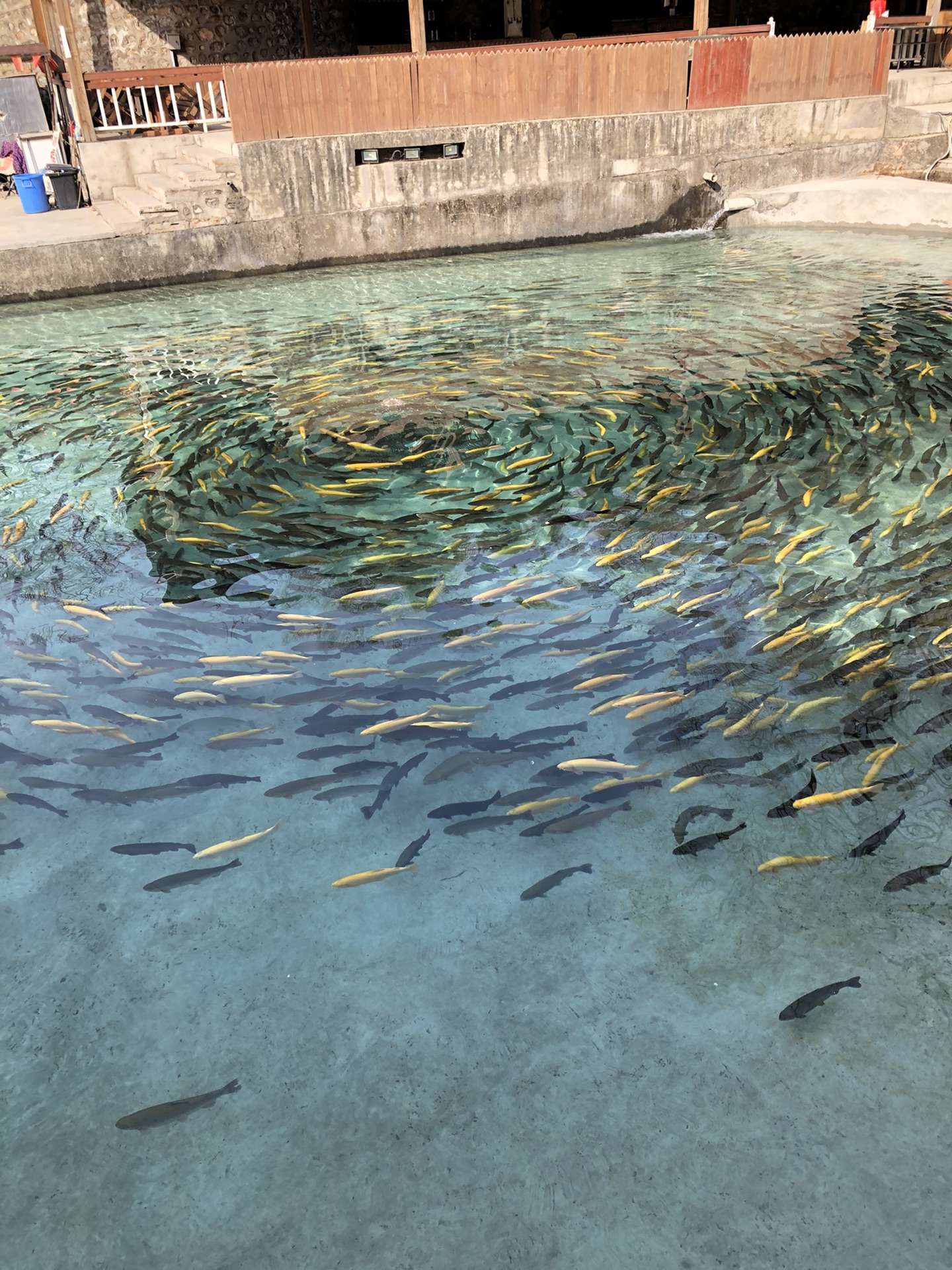 20210405顺通虹鳟鱼养殖中心(八达岭长城脚下)