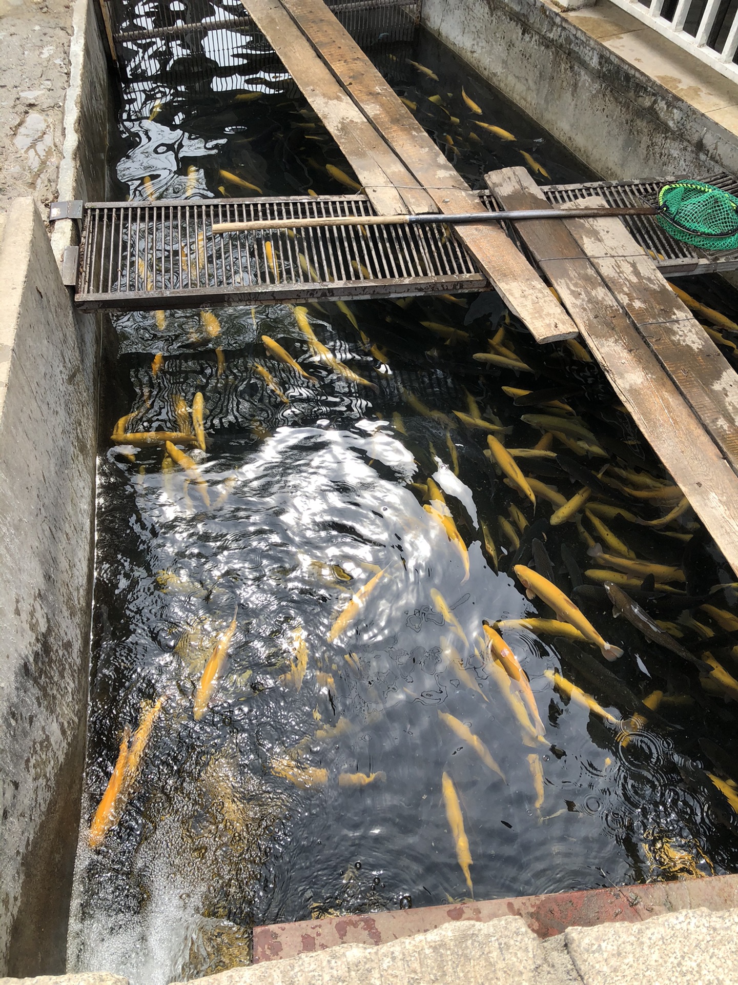20210405顺通虹鳟鱼养殖中心(八达岭长城脚下)