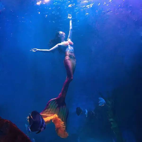 关于美人鱼潜水你要知道