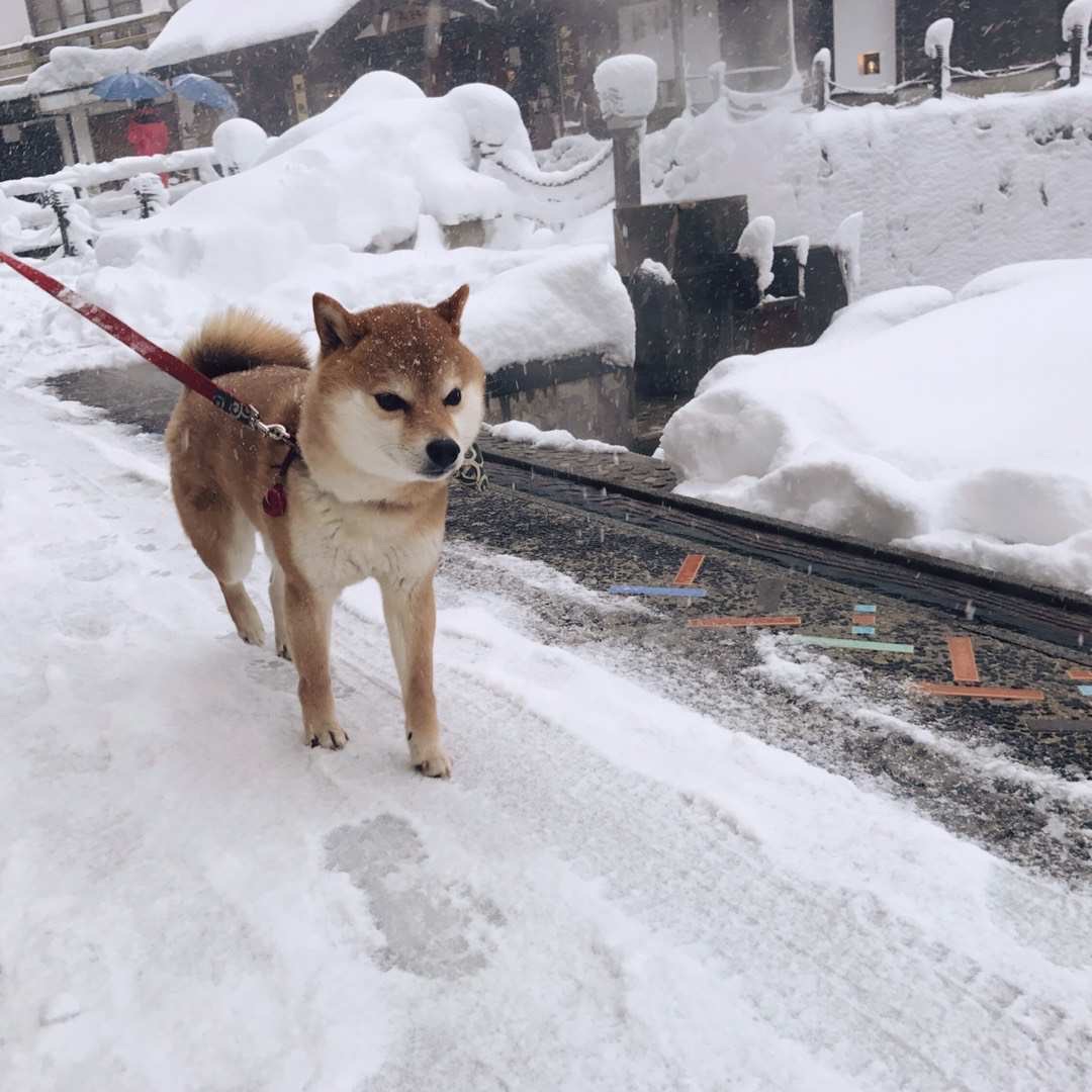 日本自助遊攻略