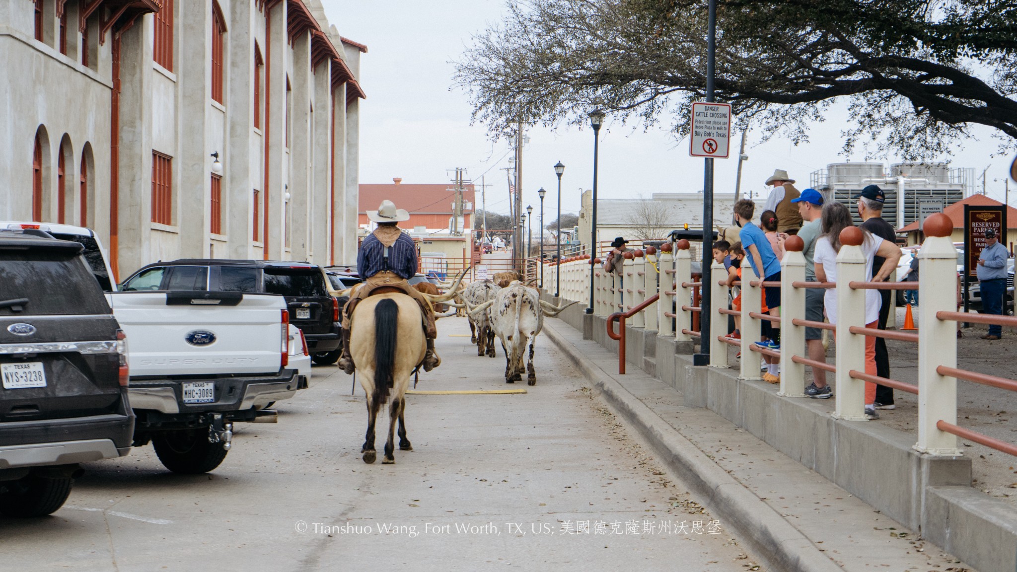 Fort Worth Herd