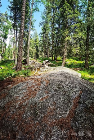 泰加林廊道旅游图片,泰加林廊道自助游图片,泰加林廊道旅游景点照片