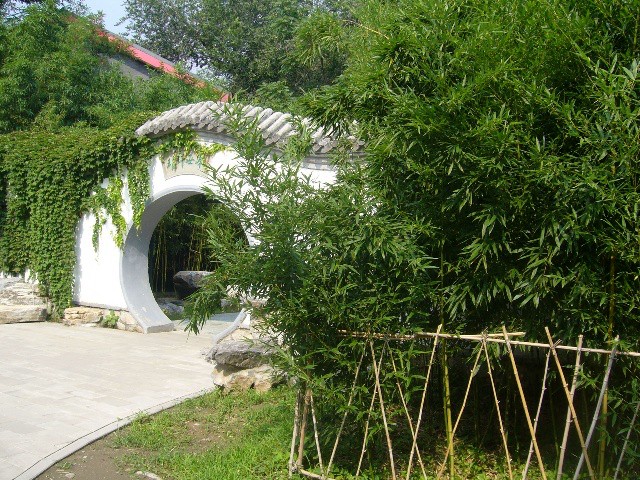 我的旅游生活(353)——北京植物园的竹子