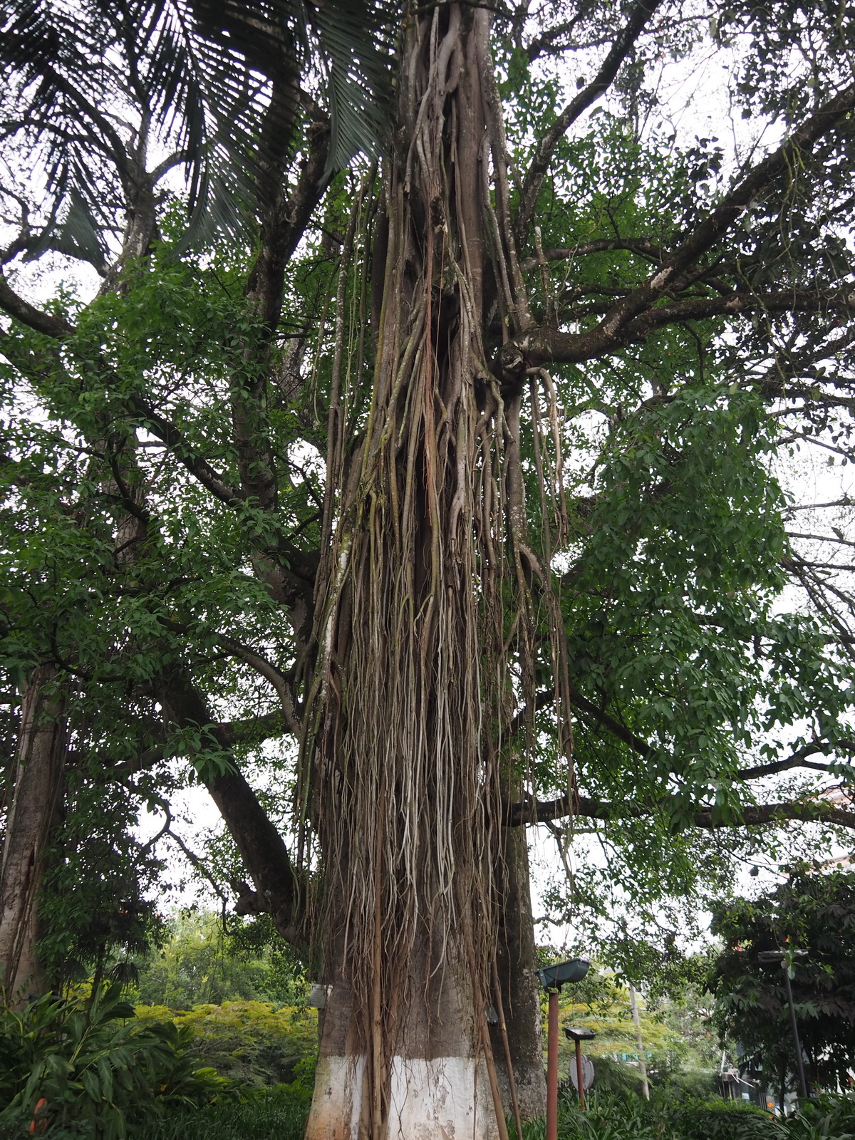 五访云南——澜沧·临沧·普洱,普洱旅游攻略 - 马蜂窝