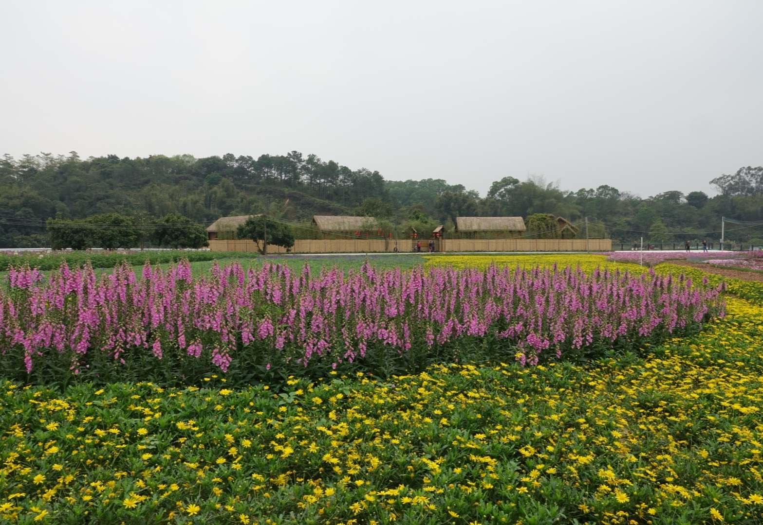 迳下静美 陌上花开