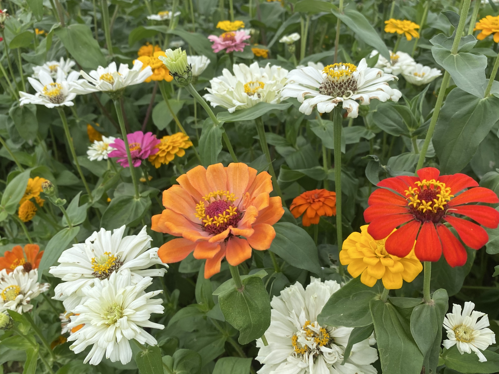 九佛万亩花海鲜花已全部盛开地址广东省广州市黄埔区九龙镇九太路燕塘