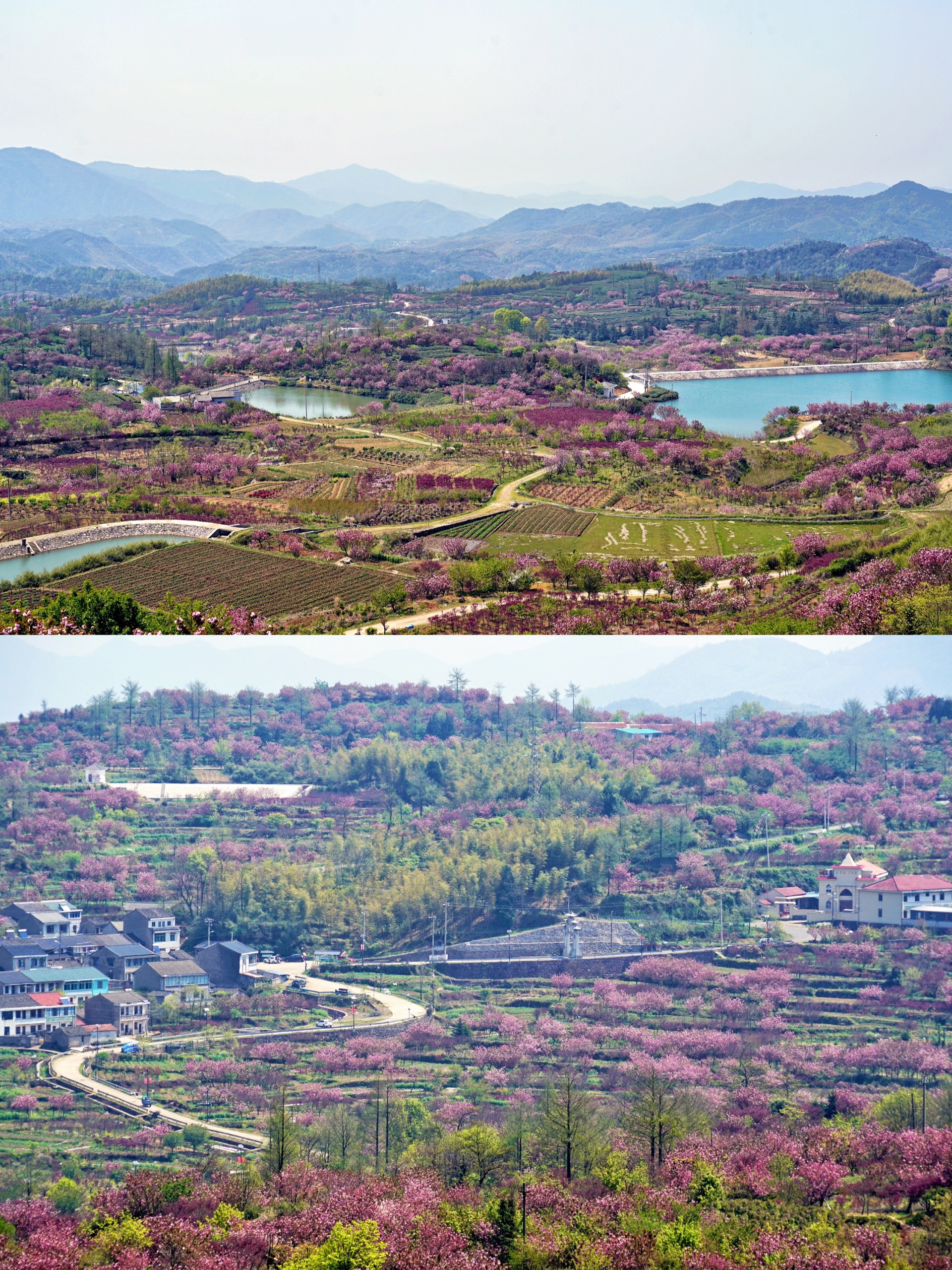 大岚樱花基地图片