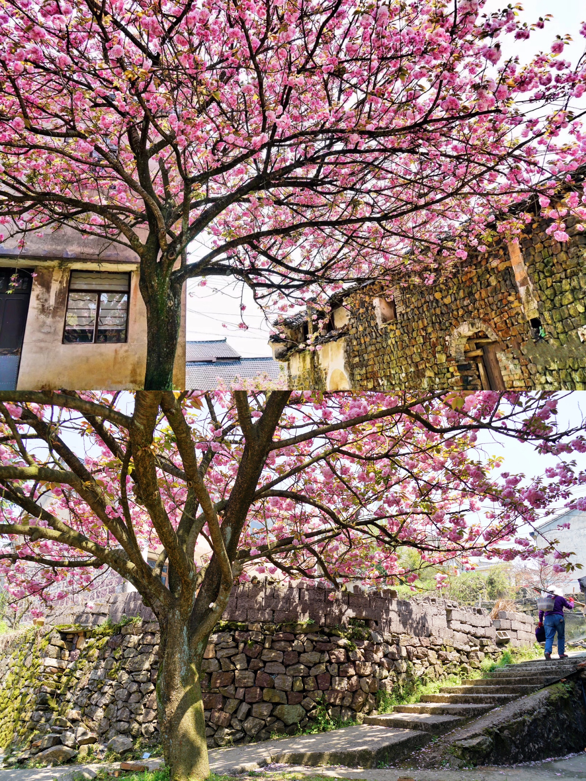 人间四月芳菲尽,宁波大岚上马岗樱花始盛开