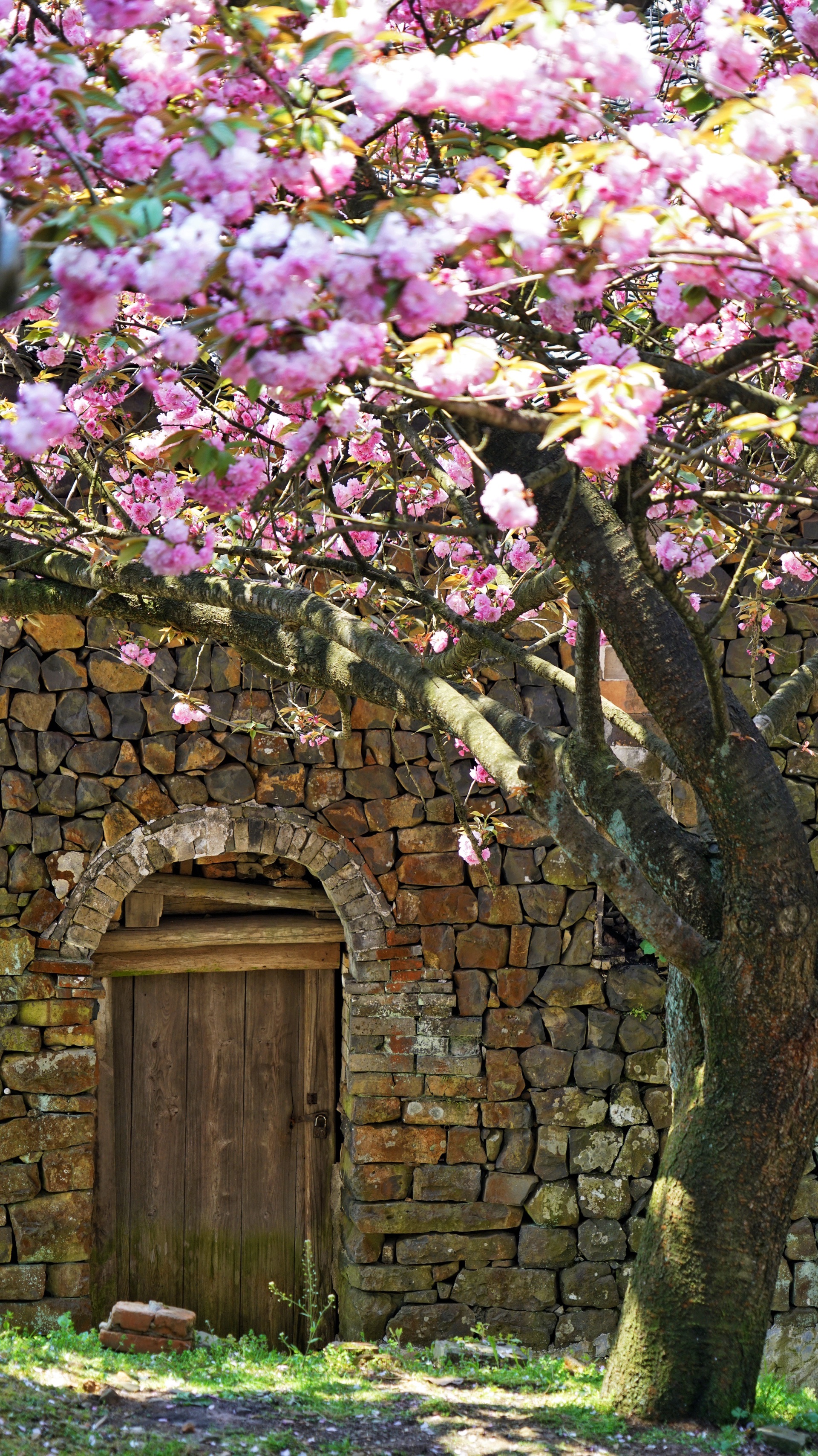 人间四月芳菲尽,宁波大岚上马岗樱花始盛开
