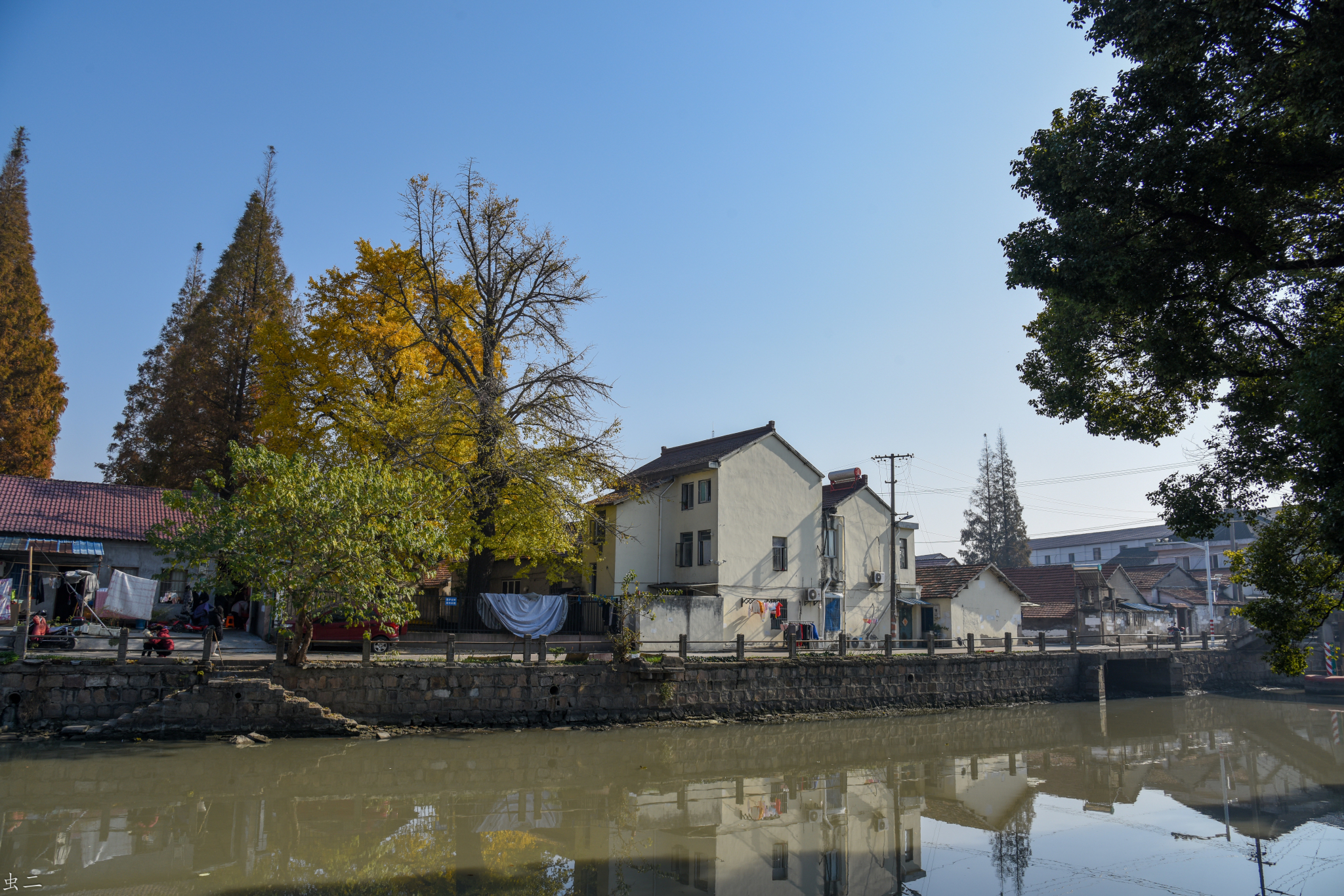 132号 384年 古树寻踪 上海古树名木 含地图位置 (上海市青浦区赵屯镇